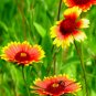 1000+INDIAN BLANKET FLOWER Seeds American Native Wildflower Butterflies Garden