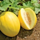 30+YELLOW CANARY MELON Seeds European Heirloom Very Sweet Long Storage Life
