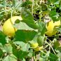 30+YELLOW CANARY MELON Seeds European Heirloom Very Sweet Long Storage Life