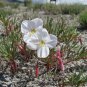 300+PALE EVENING PRIMROSE Flower Seeds Drought Tolerant Groundcover Native Plant
