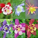 100+MCKANA GIANTS MIX Seeds Columbine Native Wildflower Garden/Patio  Seeds USA Seller