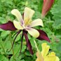 100+MCKANA GIANTS MIX Seeds Columbine Native Wildflower Garden/Patio  Seeds USA Seller