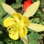 100+MCKANA GIANTS MIX Seeds Columbine Native Wildflower Garden/Patio  Seeds USA Seller
