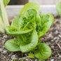 600+LITTLE GEM BUTTERHEAD LETTUCE Seeds Organic Non-GMO Garden/Patio Containers