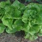 600+LITTLE GEM BUTTERHEAD LETTUCE Seeds Organic Non-GMO Garden/Patio Containers