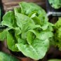 600+LITTLE GEM BUTTERHEAD LETTUCE Seeds Organic Non-GMO Garden/Patio Containers