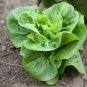 600+LITTLE GEM BUTTERHEAD LETTUCE Seeds Organic Non-GMO Garden/Patio Containers