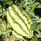 25+JUBILEE WATERMELON Seeds Southern Heirloom Non-Gmo Organic 25-30lbs Garden