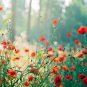 2001+RED CORN Field POPPY Flower Seed Flanders Common Shirley Native Wildflower