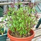 300+THAI BASIL Seeds Asian Flowering Herb Sweet Fragrant Garden/Patio Containers