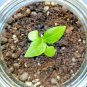 300+THAI BASIL Seeds Asian Flowering Herb Sweet Fragrant Garden/Patio Containers