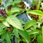 300+THAI BASIL Seeds Asian Flowering Herb Sweet Fragrant Garden/Patio Containers