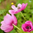 1000+CARMINE KING CALIFORNIA POPPY Flower Seeds Native Wildflower Garden/Potted