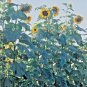 70+GIANT SKYSCRAPER SUNFLOWER Seeds Organic HUGE 12 ft Plant GIANT 4-10" Flowers