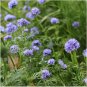 300+GLOBE GILIA/BLUE THIMBLE FLOWER Seeds Native Wildflower Cut Flowers Garden