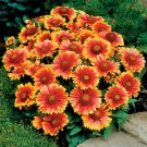 1000+BLANKET FLOWER Seeds American Native Wildflower Perennial Bees Butterflies