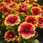 1000+BLANKET FLOWER Seeds American Native Wildflower Perennial Bees Butterflies