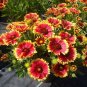 1000+BLANKET FLOWER Seeds American Native Wildflower Perennial Bees Butterflies