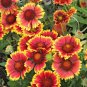 1000+BLANKET FLOWER Seeds American Native Wildflower Perennial Bees Butterflies