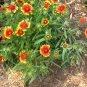 1000+BLANKET FLOWER Seeds American Native Wildflower Perennial Bees Butterflies