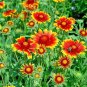 1000+BLANKET FLOWER Seeds American Native Wildflower Perennial Bees Butterflies