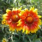 1000+BLANKET FLOWER Seeds American Native Wildflower Perennial Bees Butterflies