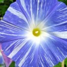 40+FLYING SAUCER Seeds Morning Glory Blue/White Flowers Garden/Patio  Seeds USA Seller