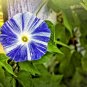 40+FLYING SAUCER Seeds Morning Glory Blue/White Flowers Garden/Patio Seeds USA Seller