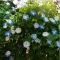 40+FLYING SAUCER Seeds Morning Glory Blue/White Flowers Garden/Patio Seeds USA Seller