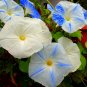 40+FLYING SAUCER Seeds Morning Glory Blue/White Flowers Garden/Patio Seeds USA Seller