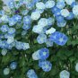 40+FLYING SAUCER Seeds Morning Glory Blue/White Flowers Garden/Patio Seeds USA Seller