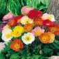 2000+ ICELAND POPPY MIX Seeds Scarlet White Tangerine Gold Apricot Pink Flowers