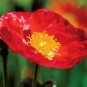 2000+ ICELAND POPPY MIX Seeds Scarlet White Tangerine Gold Apricot Pink Flowers