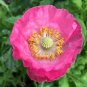 2000+ ICELAND POPPY MIX Seeds Scarlet White Tangerine Gold Apricot Pink Flowers