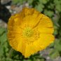 2000+ ICELAND POPPY MIX Seeds Scarlet White Tangerine Gold Apricot Pink Flowers