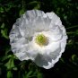 2000+ ICELAND POPPY MIX Seeds Scarlet White Tangerine Gold Apricot Pink Flowers