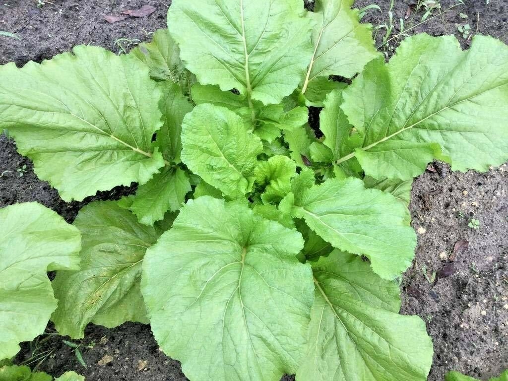600+FLORIDA BROADLEAF MUSTARD GREENS Seeds Organic Non-GMO Spring/Fall Garden