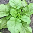 600+FLORIDA BROADLEAF MUSTARD GREENS Seeds Organic Non-GMO Spring/Fall Garden