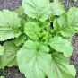 600+FLORIDA BROADLEAF MUSTARD GREENS Seeds Organic Non-GMO Spring/Fall Garden