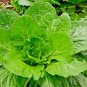 600+FLORIDA BROADLEAF MUSTARD GREENS Seeds Organic Non-GMO Spring/Fall Garden