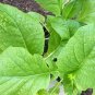 600+FLORIDA BROADLEAF MUSTARD GREENS Seeds Organic Non-GMO Spring/Fall Garden