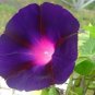 50+MORNING GLORY MIX Flower Seeds PURPLE PINK BLUE  RED Climber Garden/Container
