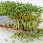 1000+CURLED CRESS Seeds Organic Non-Gmo SUPERFOOD Spring/Fall Garden/Containers