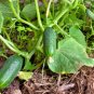 30+MUNCHER CUCUMBER Seeds Organic Non-Gmo Award Winner Garden/Patio Container
