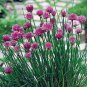 300+CHIVES Seeds Herb NON-GMO Organic Sprouts Spring Fall Garden/Patio Container