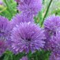 300+CHIVES Seeds Herb NON-GMO Organic Sprouts Spring Fall Garden/Patio Container