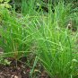 300+CHIVES Seeds Herb NON-GMO Organic Sprouts Spring Fall Garden/Patio Container