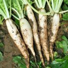 1 OZ=2500+DAIKON/MINOWASE RADISH Seeds Non-Gmo Organic Sprouts Garden/ Seeds USA Seller