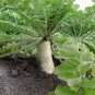1 OZ=2500+DAIKON/MINOWASE RADISH Seeds Non-Gmo Organic Sprouts Garden/ Seeds USA Seller