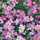 1000+VIRGINIA STOCK Flower Seeds Sun/Part Shade Lilac White Yellow Blooms Annual